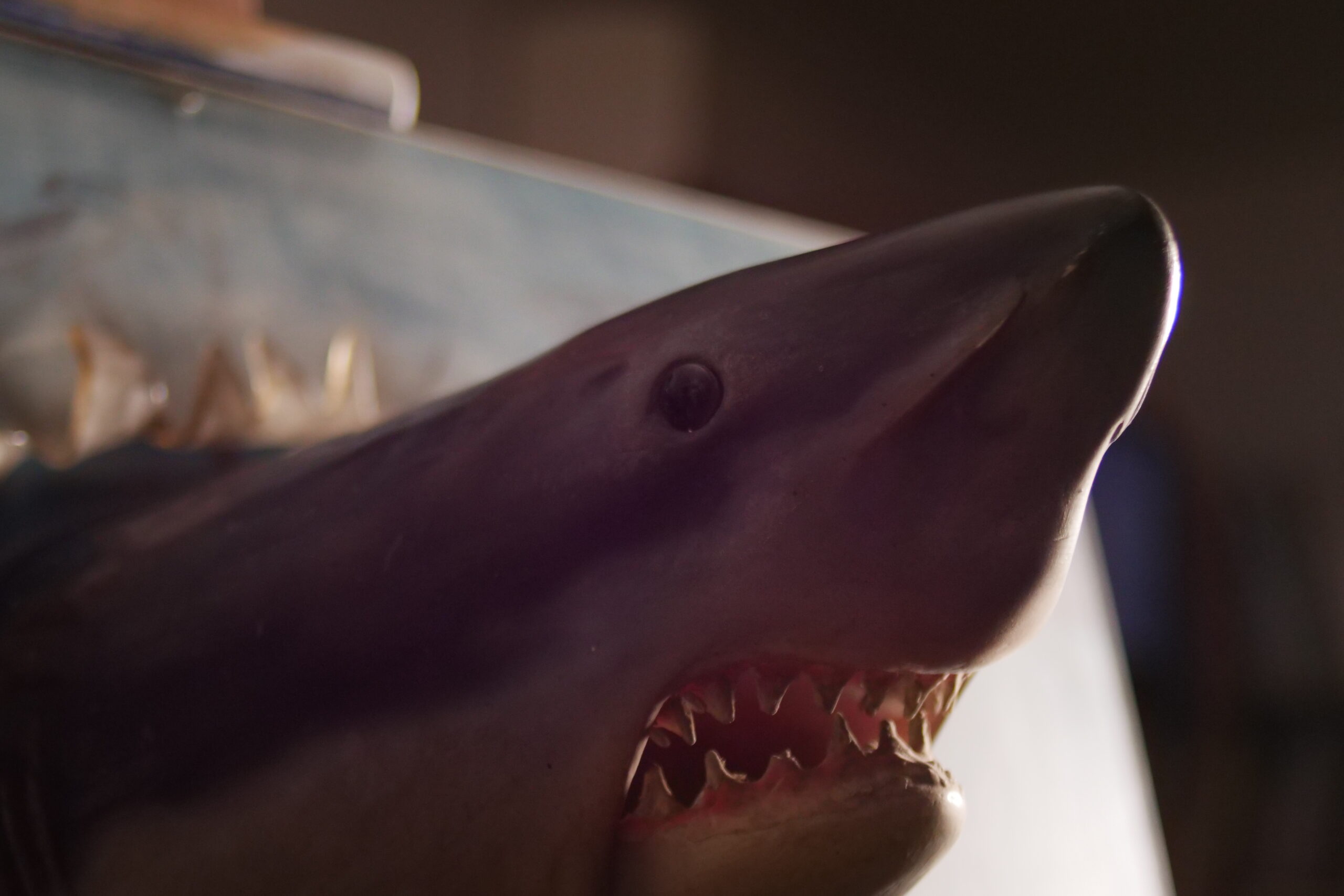 FOTO BACKSTAGE CARLO DICILLO SHARK